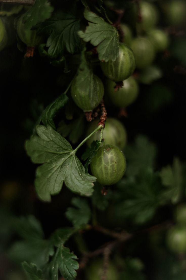 Field-to-Table: Hearty Healthful Harvest